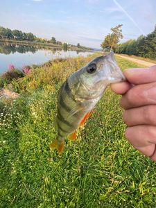 European Perch