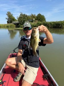 Largemouth Bass