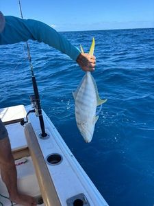 Golden Trevally