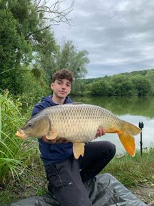 Common Carp