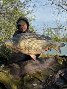 Common Carp