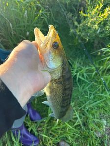 Zander