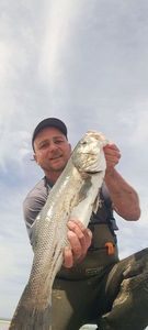 European Bass (Seabass)