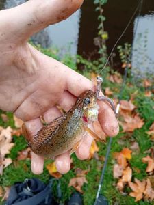 Ruffe