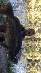 Common Carp