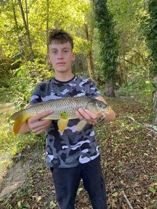 Common Carp