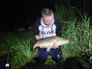 Common Carp