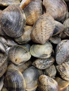 Manila Clam