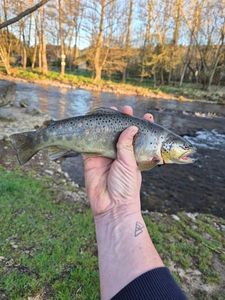 Brown Trout