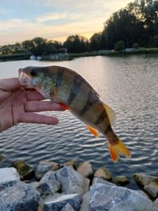 European Perch