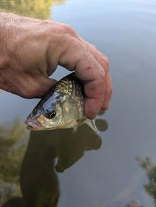 Crucian Carp