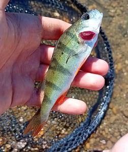 European Perch