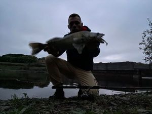 Zander