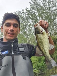 Largemouth Bass