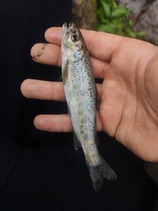 Brown Trout
