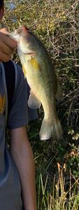 Largemouth Bass