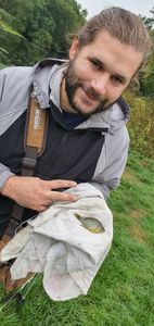 Green Sunfish