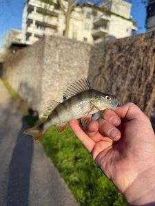 European Perch