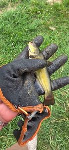 Black Bullhead