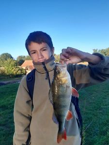 European Perch
