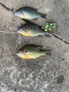 Green Sunfish