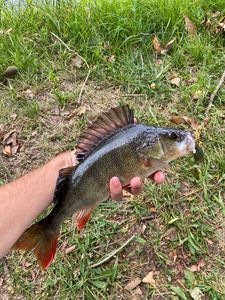 European Perch