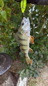 European Perch
