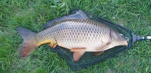 Common Carp
