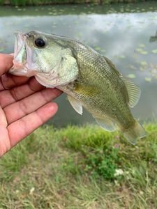 Largemouth Bass
