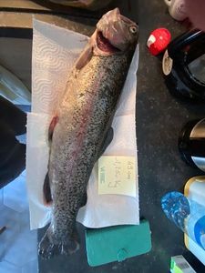 Rainbow Trout
