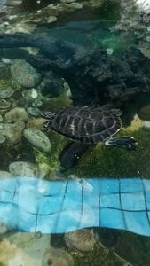 Red-Eared Slider