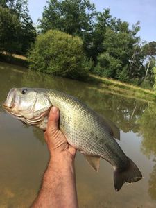 Largemouth Bass