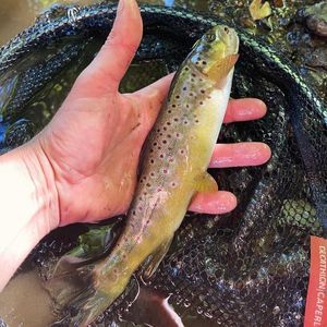 Brown Trout