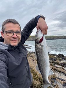 European Bass (Seabass)