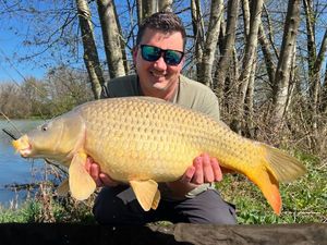 Common Carp