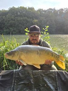Mirror Carp