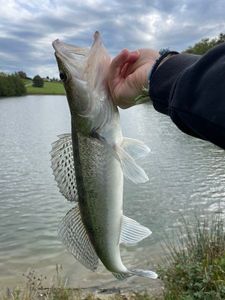 Zander