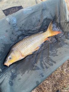 Common Carp