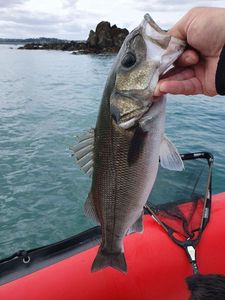 European Bass (Seabass)