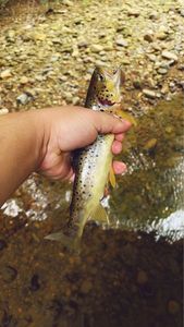 Brown Trout