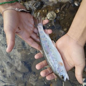 Rainbow Trout