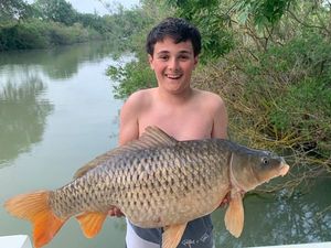 Common Carp