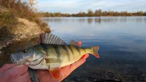 European Perch