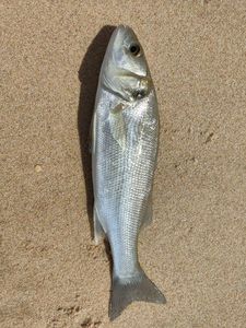 European Bass (Seabass)