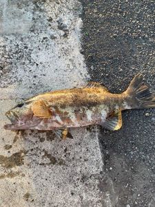 Peacock Grouper