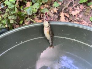 Gudgeon