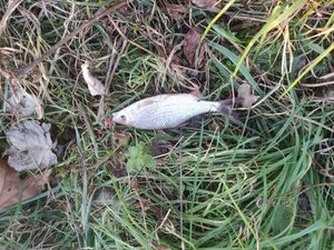 Roach