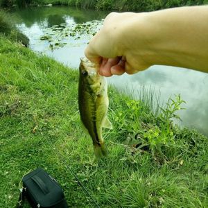 Largemouth Bass