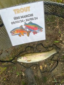 Rainbow Trout