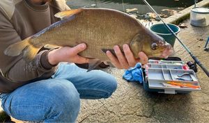 Common Bream